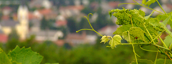 Zalal�v� - K�zelben a term�szet