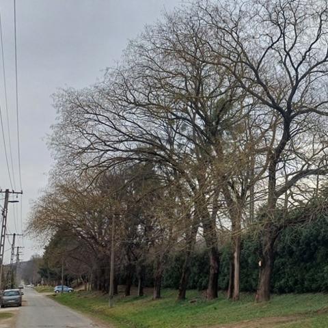 Lakossgi felhvs – Fakivgs a Jkai utcban