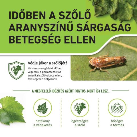 T�j�koztat� a sz�l� aranysz�n� s�rgas�g betegs�gr�l