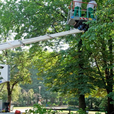 Gallyazsi s nyiladktiszttsi munklatok lesznek a kis- s kzpfeszltsg hlzatokon