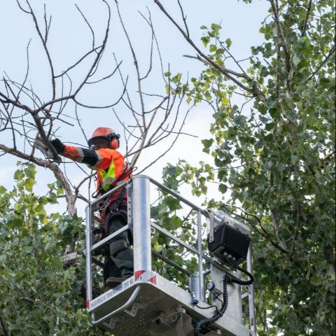 Gallyazási és nyiladéktisztítási munkálatok lesznek a kis- és középfeszültségű hálózatokon Gallyazási és nyiladéktisztítási munkálatok lesznek a kis- és középfeszültségű hálózatokon